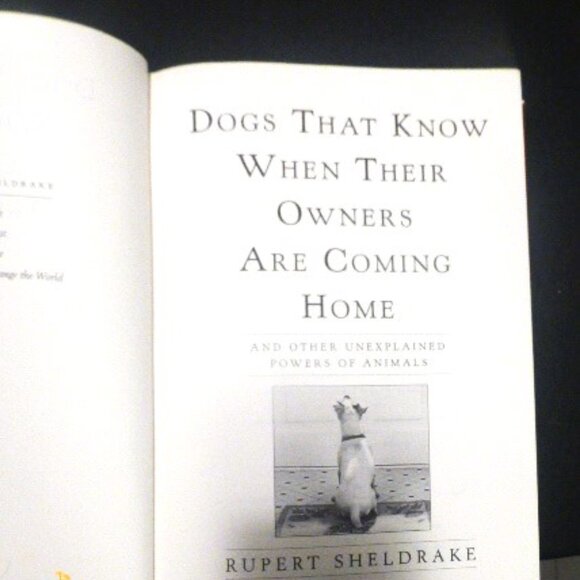 1st ED. 2009 DOGS That Know When Their OWNERS Are COMING Home Rupert Sheldrake - Picture 4 of 13